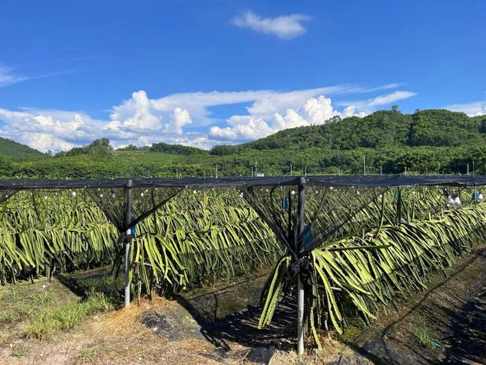 白沙阜龙乡那查村：留住乡景乡愁 共绘和美乡村画卷