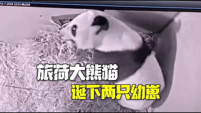 旅荷大熊猫诞下两只幼崽: 一只夭折，另一只成功存活