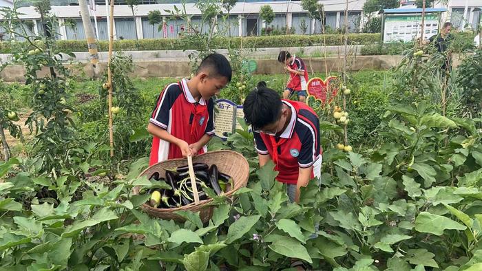 劳育有成效  成果共分享 ——南召马市坪西大庄小学百草园蔬菜走进学生家庭餐桌