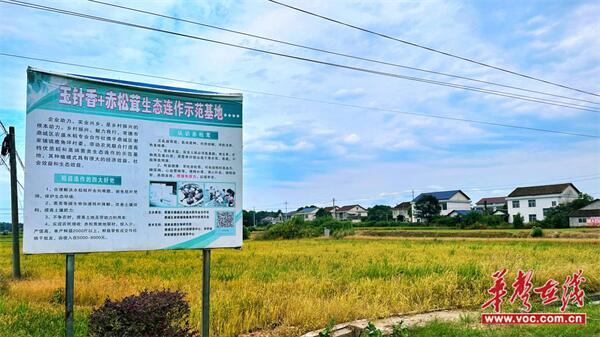 湖南信息学院管理学院三下乡：丰收稻田一抹红 不惧酷热收稻忙