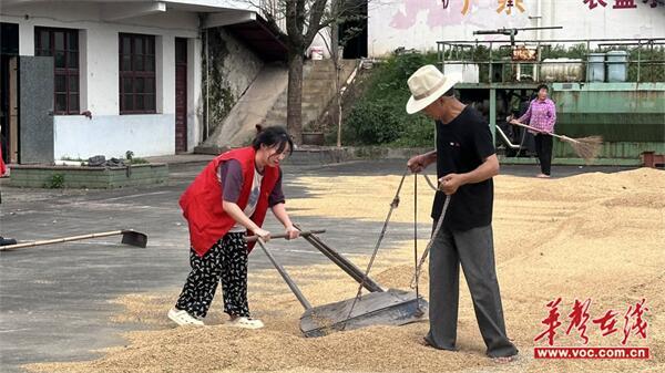 湖南信息学院管理学院三下乡：丰收稻田一抹红 不惧酷热收稻忙