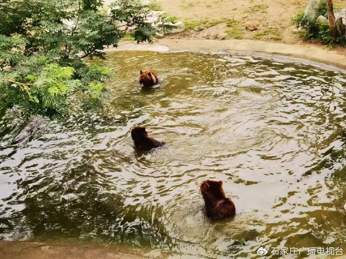 吃瓜、泡澡、卧冰……石家庄市动物园的“萌宝”这样过夏天