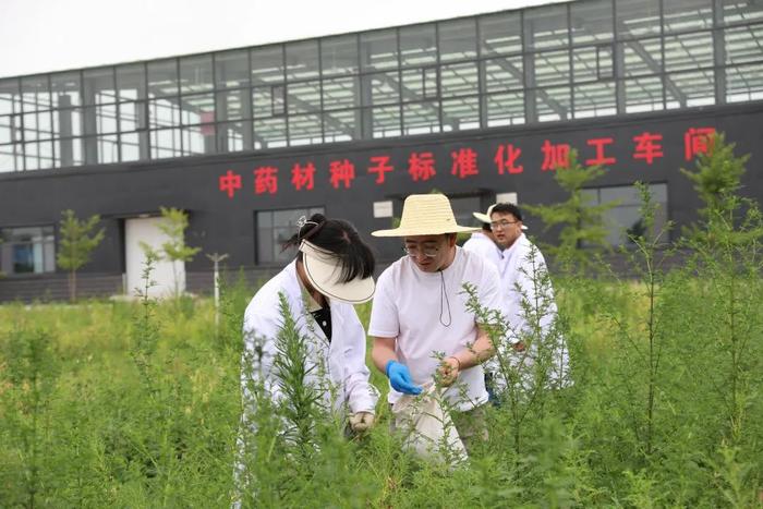 聚焦药博会｜陇西县：做强“芯片” 道地药材更地道