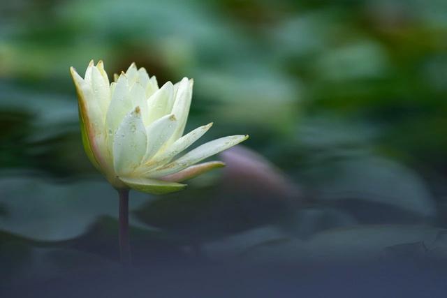 酷暑之下，就爱这一抹治愈系的白花！