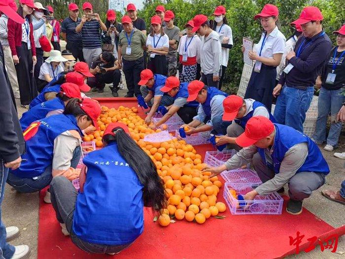 柑橘、葡萄和蔬菜：大理宾川以“果蔬业” 为载体打造高素质农业产业工人队伍