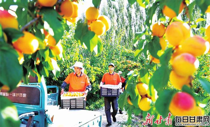 【图片新闻】盛夏时节 陇原大地“农”墨重彩绘新景