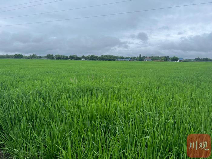 连续降雨影响水稻扬花、造成果蔬减产，如何减少损失？专家建议来了