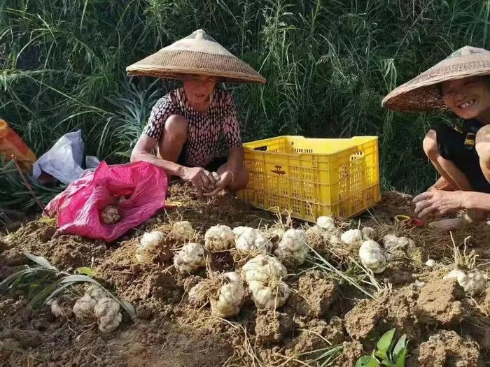 这个历朝贡品，粉糯滋润，夏日养生正当时！