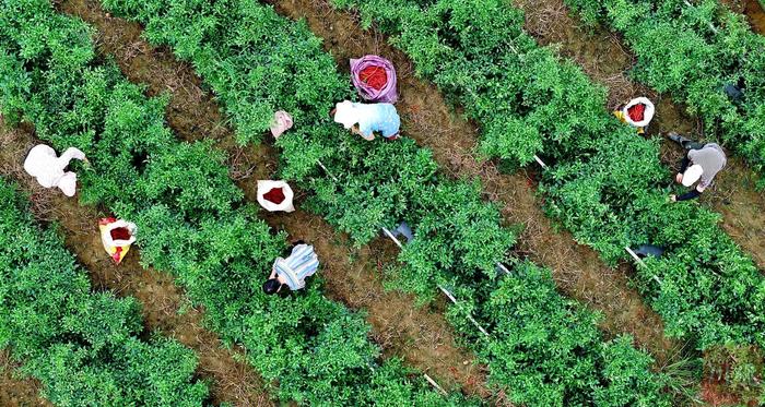 C视频丨四川成都：二荆条辣椒满枝头 丰产丰收正当时