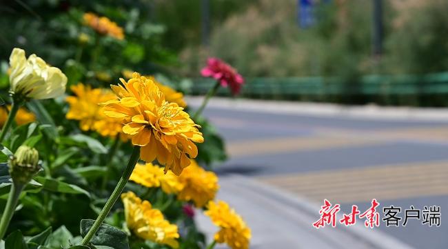 兰州市城关区：鲜花扮靓“烟雨兰山”