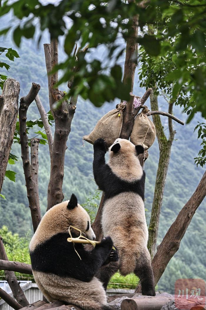 C视频丨生日快乐！熊猫中心举办大熊猫集体生日会