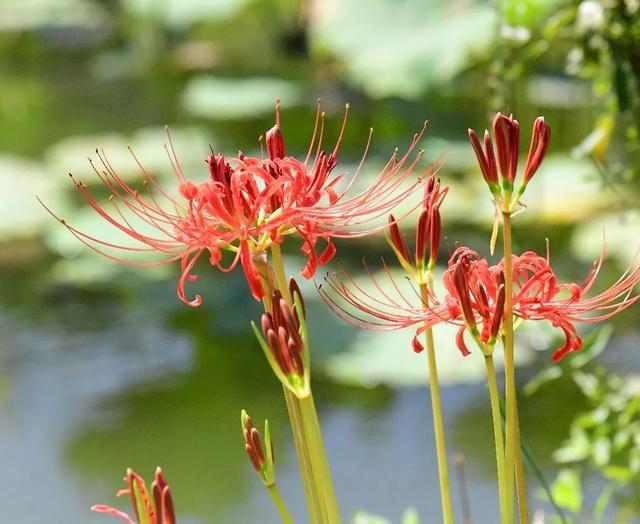 2024上海植物园石蒜赏花季明日拉开序幕