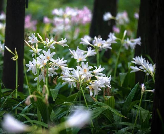 2024上海植物园石蒜赏花季明日拉开序幕