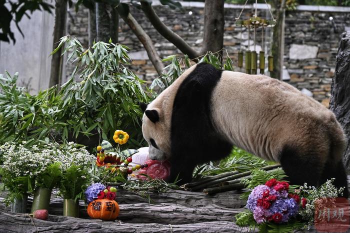 C视频丨生日快乐！熊猫中心举办大熊猫集体生日会