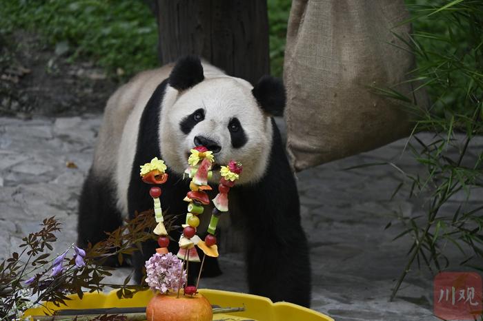 C视频丨生日快乐！熊猫中心举办大熊猫集体生日会