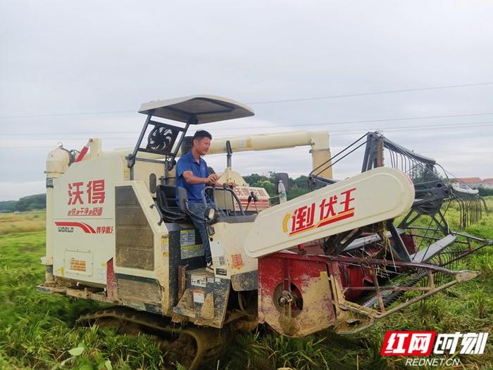 岳阳县：15000台农机助力43.5万亩早稻收割