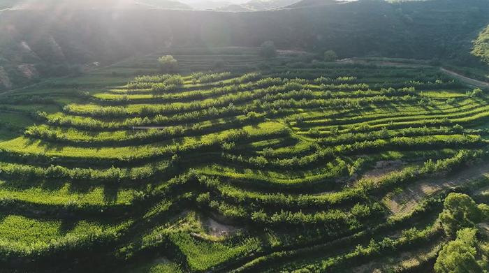 崇信县新窑林场：推深做实林长制  筑牢生态安全屏障