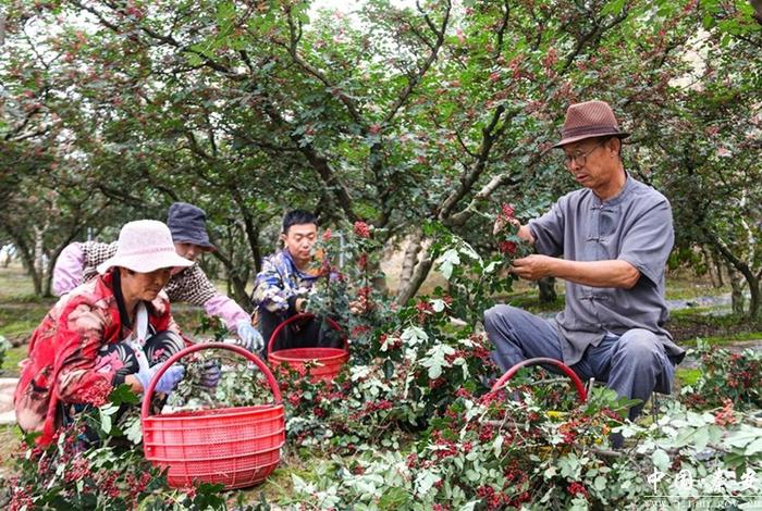 秦安：17.5万亩花椒陆续成熟进入采摘期