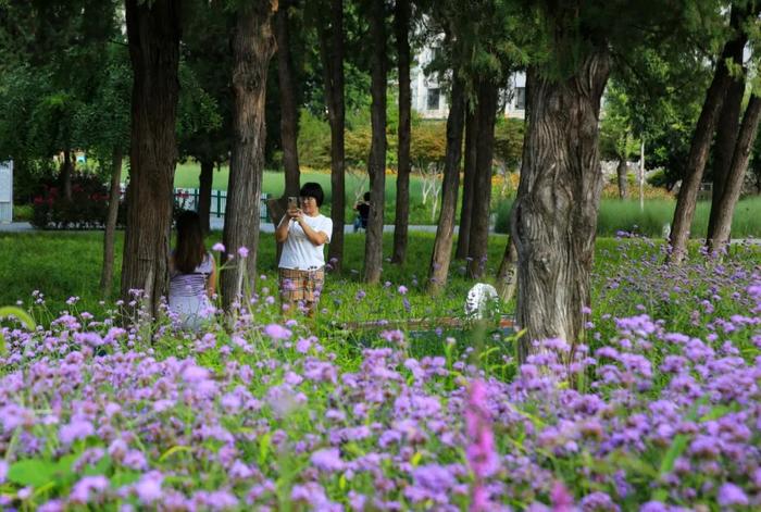 各色夏花灼灼开放！赏花去吗？