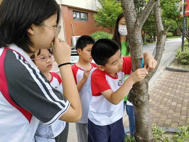 找问题、改方案，“娃娃军”建设和谐生态校园，华新中学学子助力国际生态学校创建