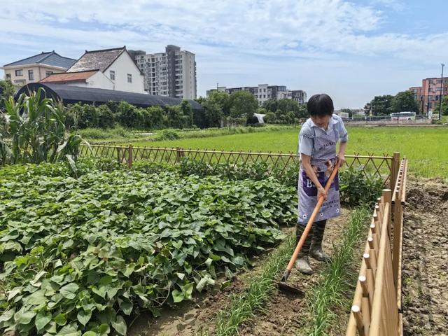 家家都有高颜值“小三园”，是种什么体验？