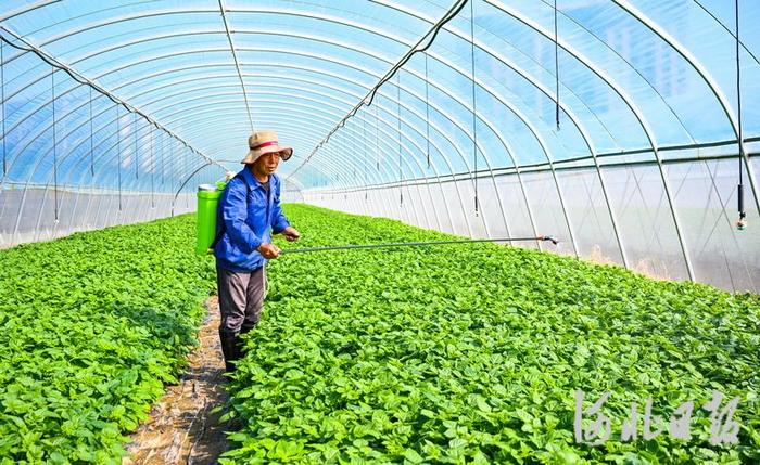 7月17日,张北县慧心农业有限公司工作人员在管护马铃薯种苗。