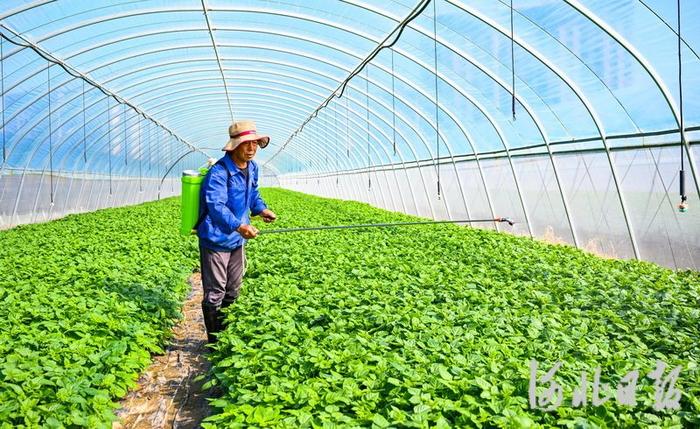 河北张北：小土豆变身“金豆豆”