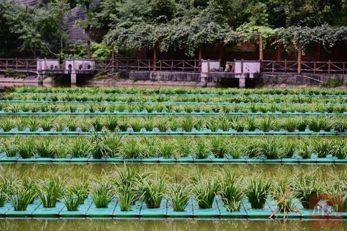 C视觉 | 彭水：田园综合体与泉水养鱼成为新的“致富经”