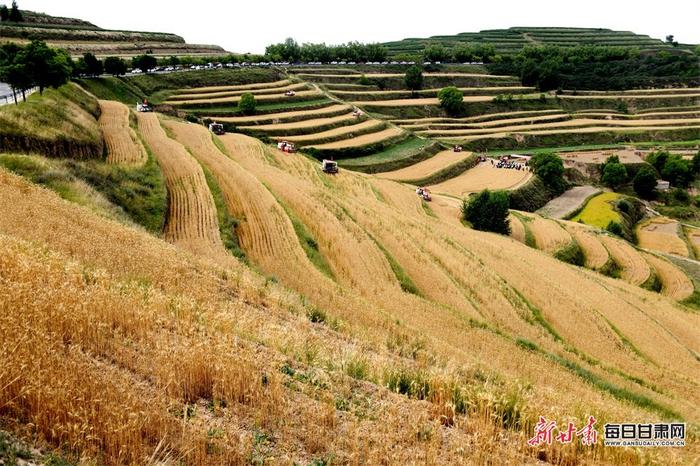 铁牛驰骋麦飘香 陇西旱塬夏收忙