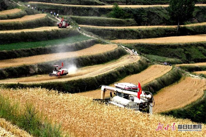 铁牛驰骋麦飘香 陇西旱塬夏收忙