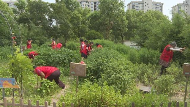 防暑降温有妙招！金海居民手作艾草锤、中草药茶饮→