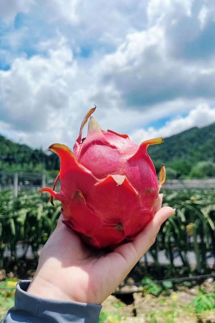 鲜甜上市！中山夏季摘果地图出炉