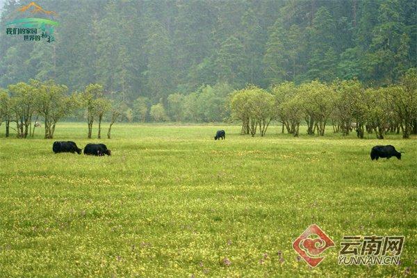 【我们的家园·世界的香格里拉】普达措守护者：吃上“生态饭”，乐当护林人