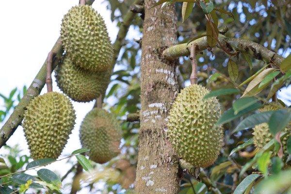 海南榴莲种植已超过3万亩 成为国内榴莲主产区