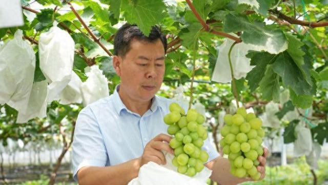 沪郊有位“葡萄大王”，种出“金奖葡萄”不愁卖，带领长三角“徒弟”共同致富