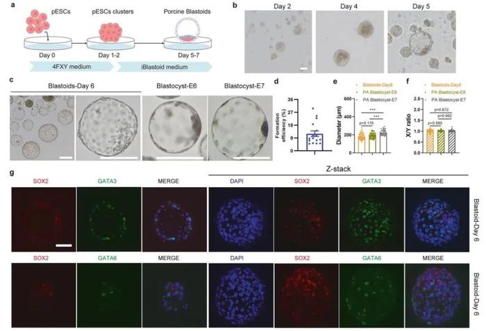 西湖大学裴端卿团队首次将猪胚胎干细胞诱导形成类囊胚模型