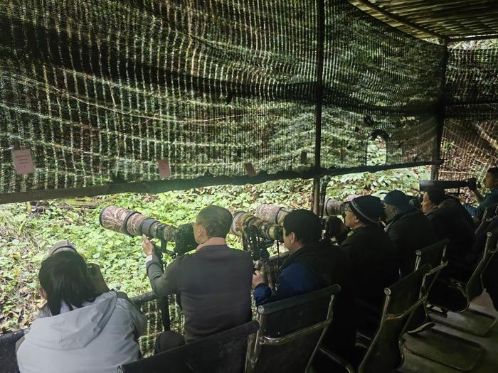 秘境怒江 户外天堂|观鸟：睁大双眼 发现飞舞的精灵