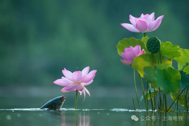 夏日赏荷新体验：搭地铁一站直达，魔都荷花等你来！