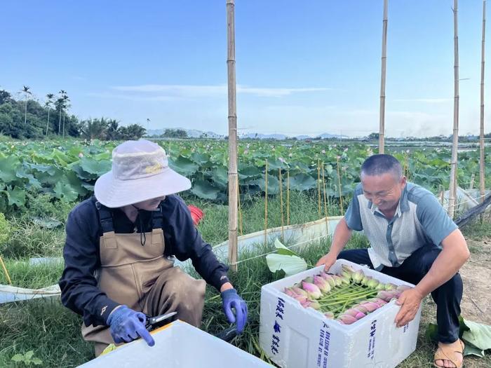 陵水光坡镇优化产业结构 发展特色产业助増收