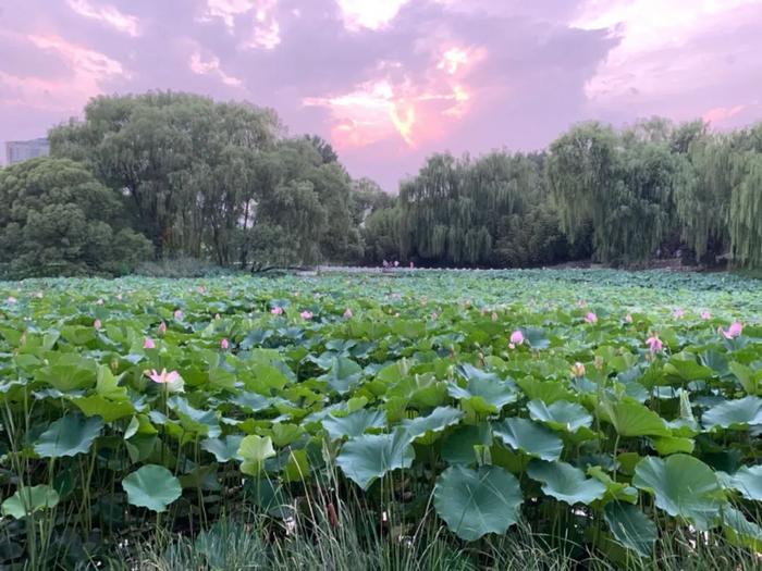 大暑节气，应该吃点啥？