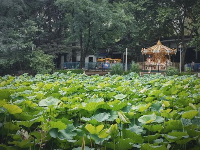 绿荫茂密、满池夏意……来上海市中心这个免费公园纵享清凉美景~