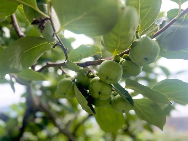 38.2℃！热麻了！台风“格美”路径调整，这波高温有望结束？