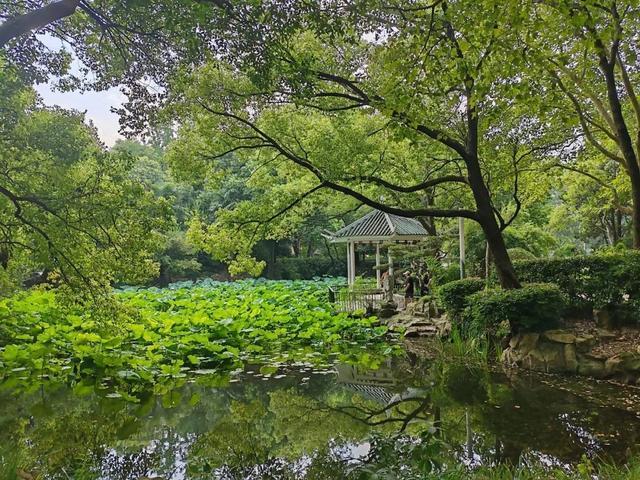 绿荫茂密、满池夏意……来上海市中心这个免费公园纵享清凉美景~