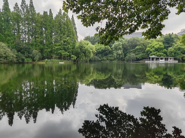 绿荫茂密、满池夏意……来上海市中心这个免费公园纵享清凉美景~