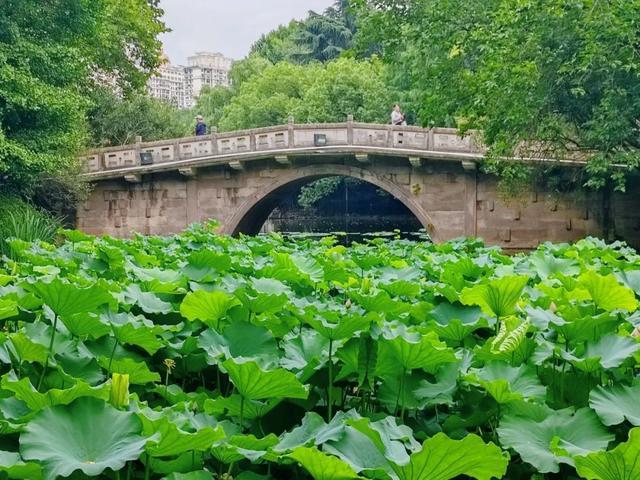 绿荫茂密、满池夏意……来上海市中心这个免费公园纵享清凉美景~