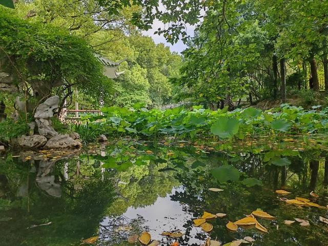 绿荫茂密、满池夏意……来上海市中心这个免费公园纵享清凉美景~