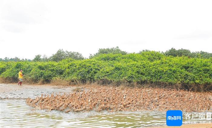 海南鲜品·品鲜南海 | 哇，这里的鸭蛋富得流油