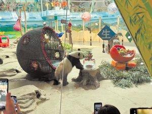 亚布力大熊猫“佑佑”迎来16周岁生日