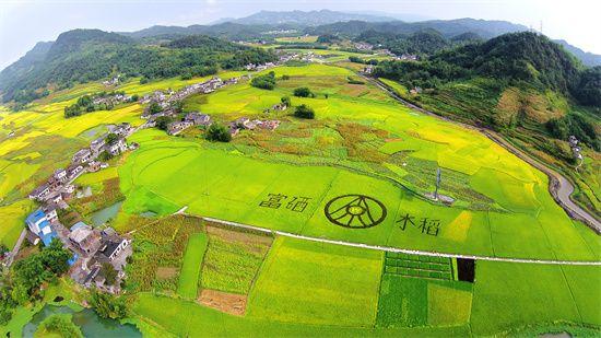 大暑：高粱充盈稻谷香 五粮美酒地里长