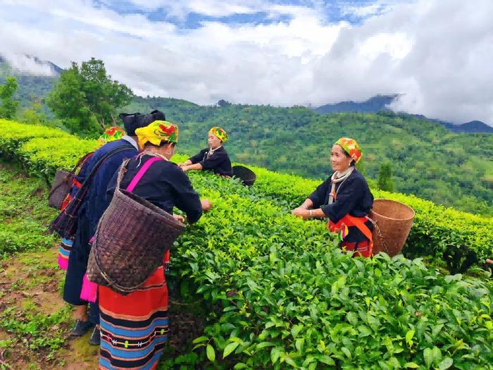 茶旅融合产业兴 美丽家园焕新颜——中国人寿寿险云南省分公司助力边境乡村振兴